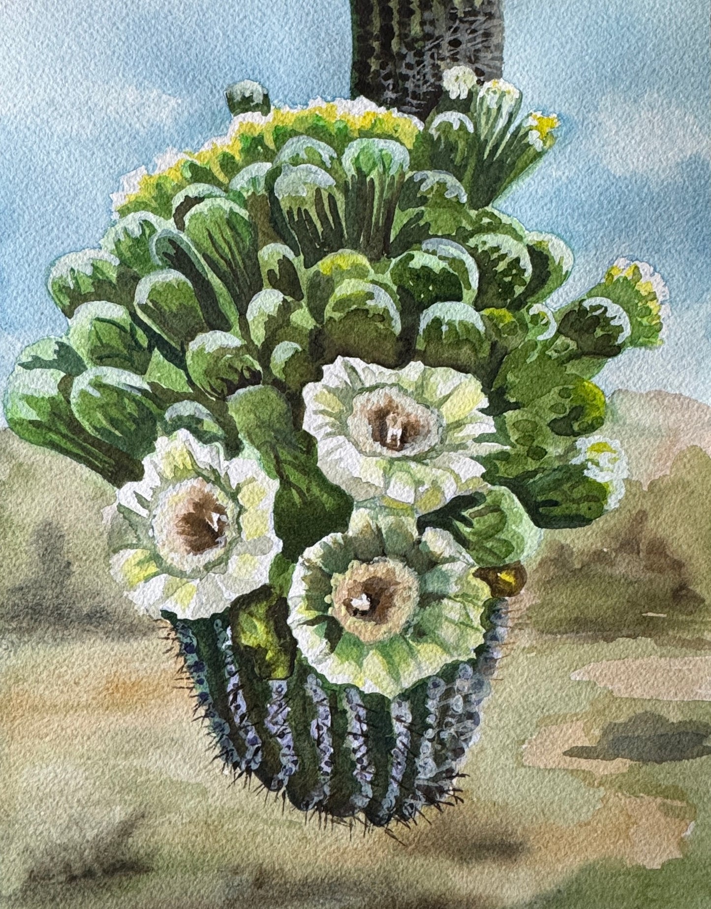 Saguaro Flowers