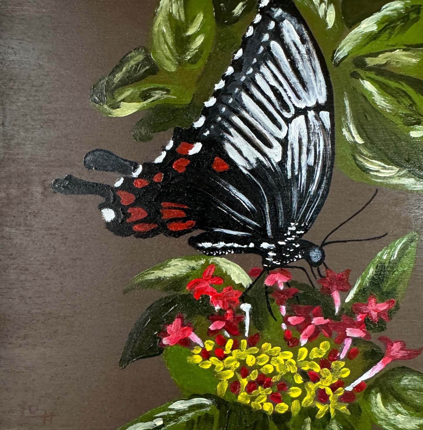 Butterfly on Lantana