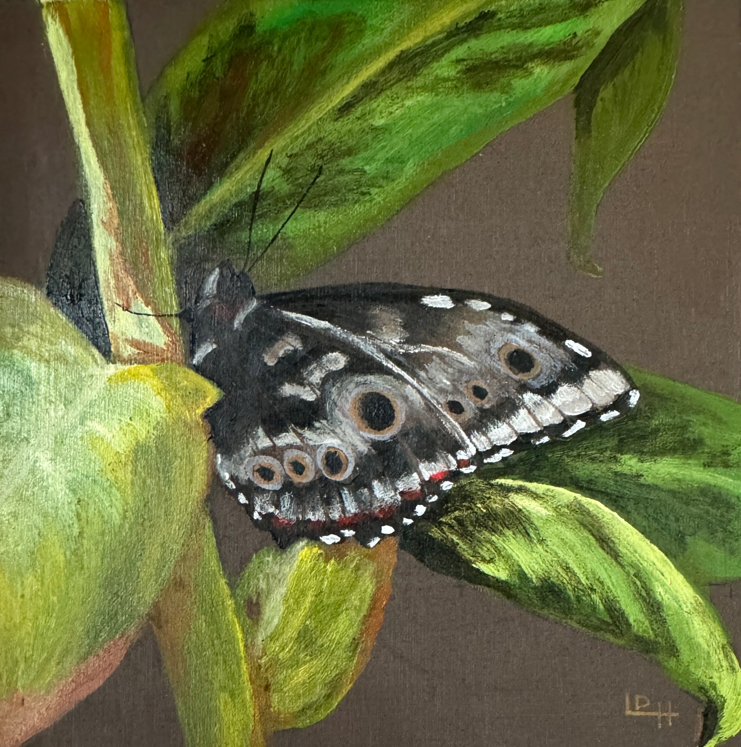 Butterfly on Greenery